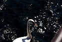 Lago di Como_092